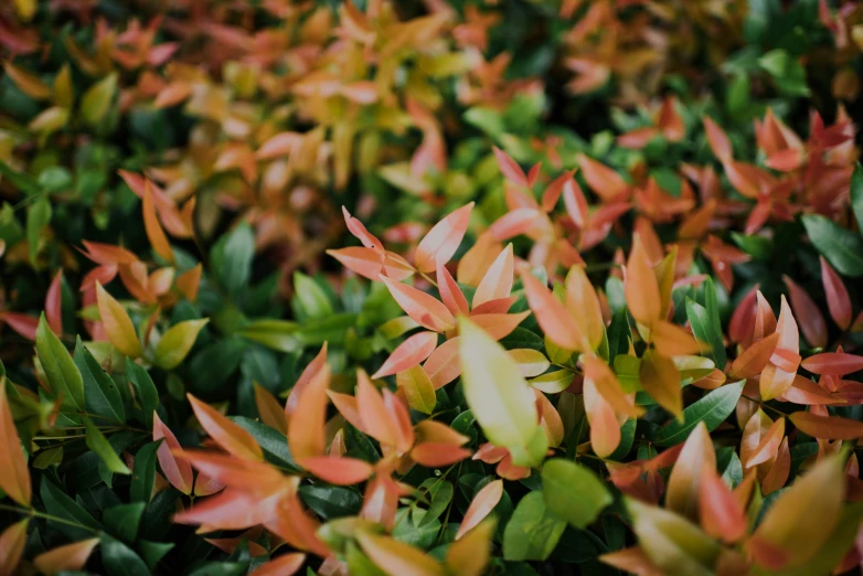 there are many different types of small green leaves