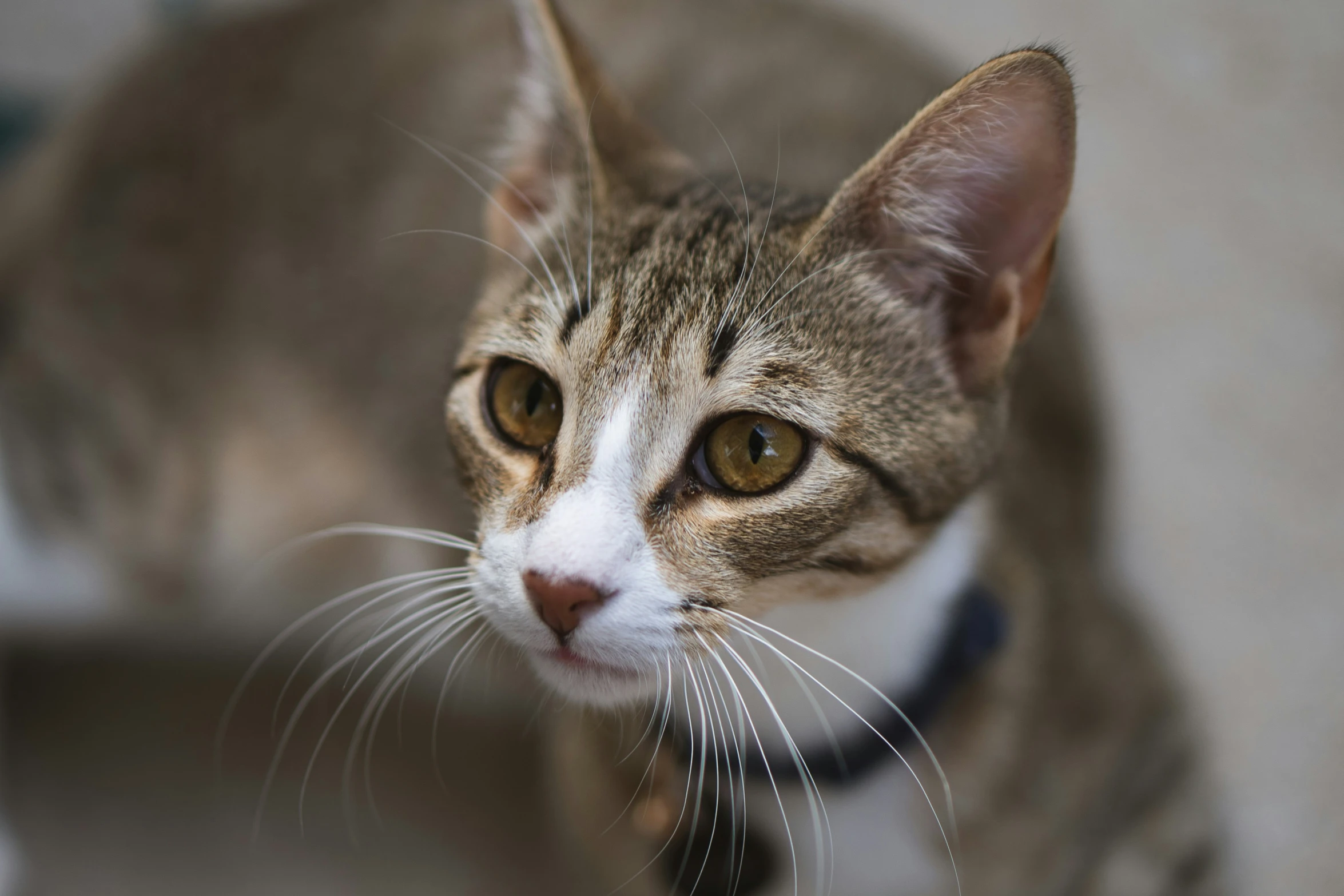 a brown and white cat with yellow eyes and collar looking up