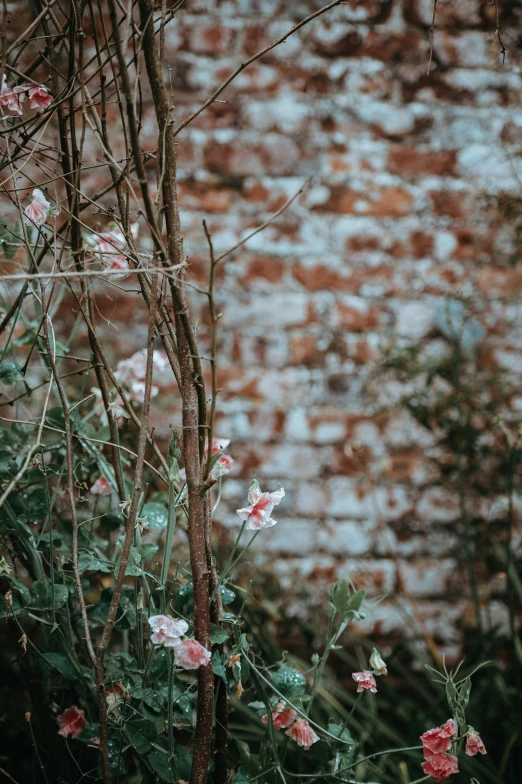 several pink flowers growing in an overgrown garden