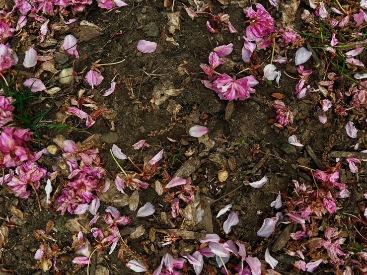 a fire hydrant with many purple flowers on the ground