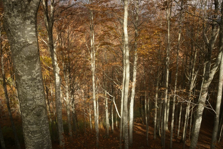 an array of tall trees are seen in the background