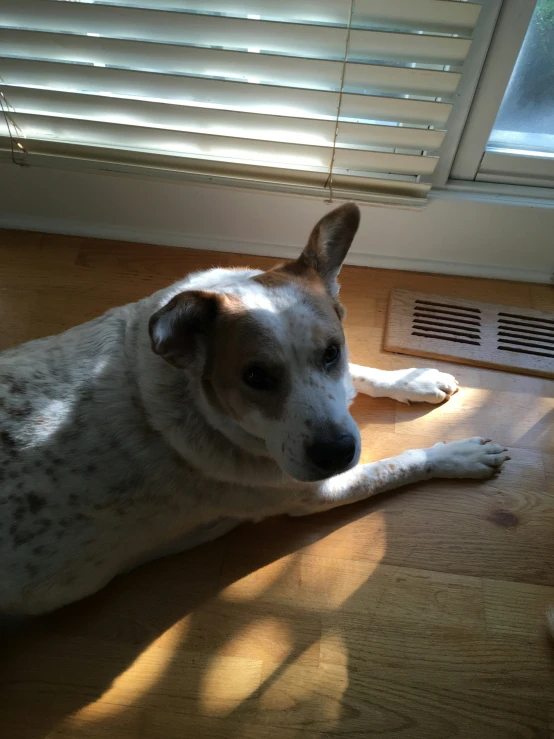 a brown and white dog laying on top of a wooden floor