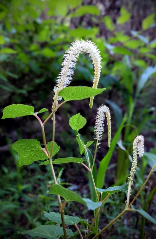 some pretty white flowers with green leaves in the forest