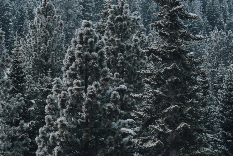 snow falling on some evergreen trees and a bench