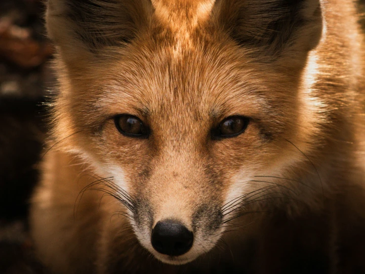 a closeup of a large red fox's face