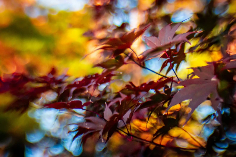 a green and purple tree is seen through some leaves