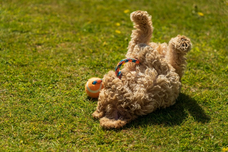 a dog rolling around in a grassy field