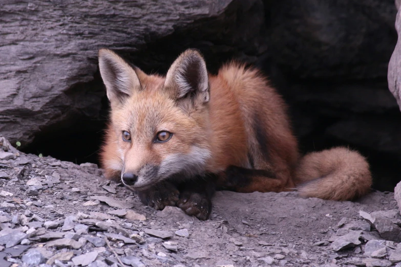 the small fox is looking intently into the camera