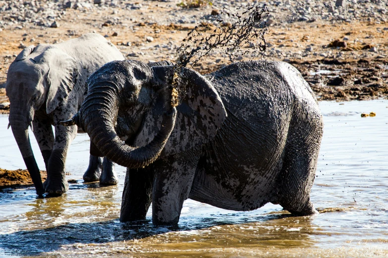 a couple of elephants with their trunks in water