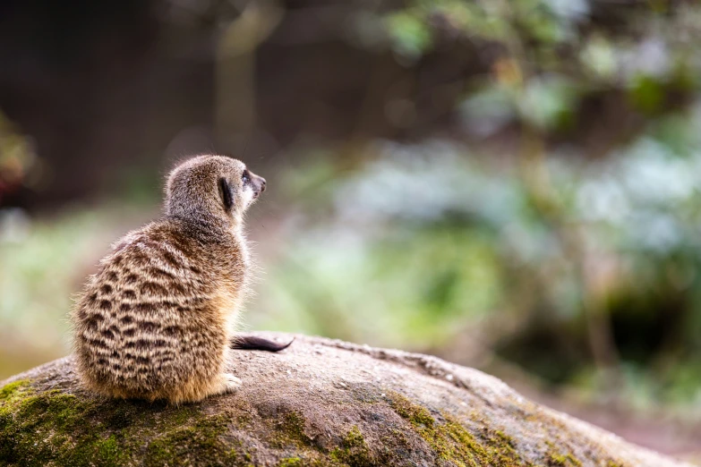 a bird perched on top of a rock