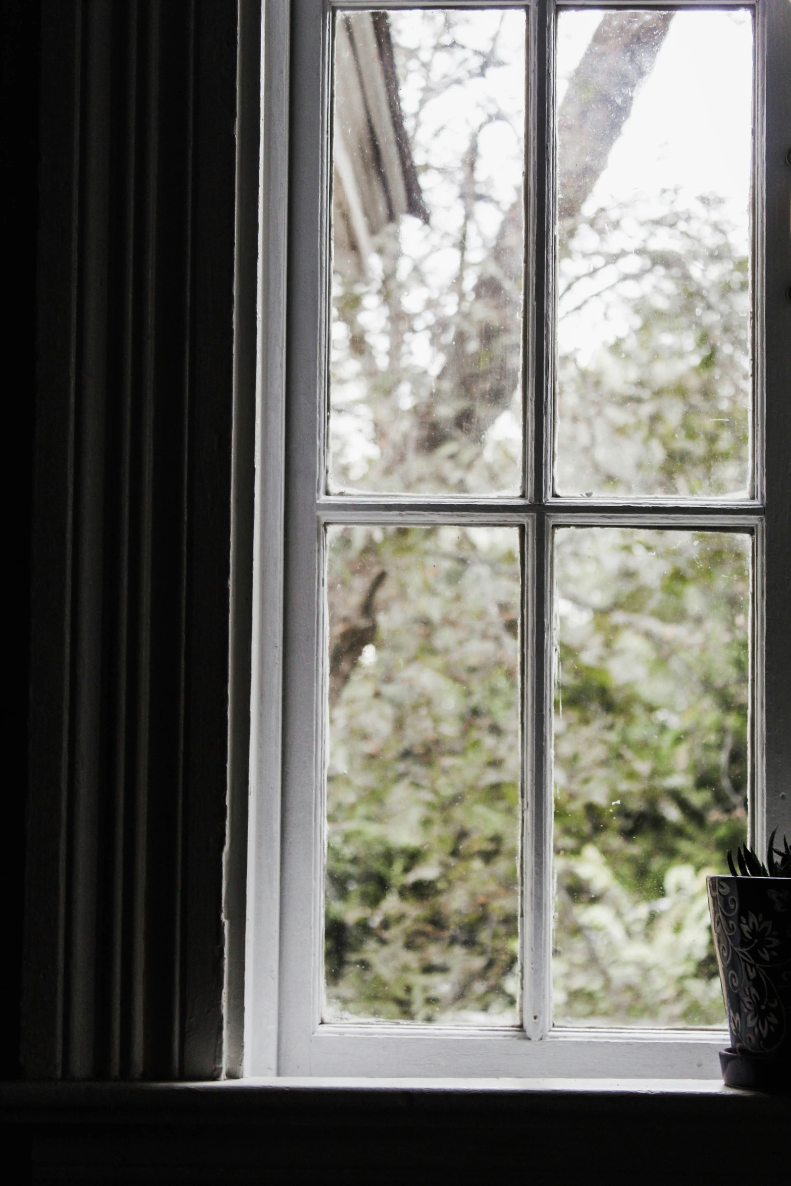 a window view of trees outside and a cat in it