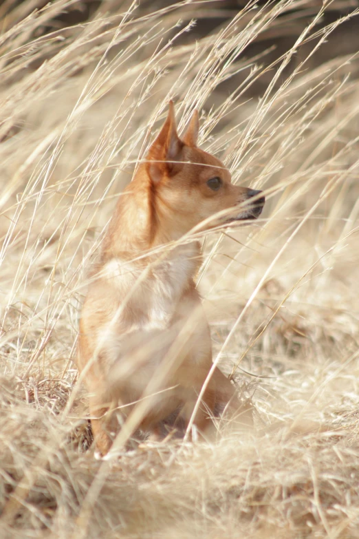 a dog sitting in the grass near some dried up reed