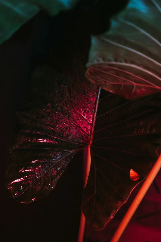 some very pretty umbrellas with some big leaves