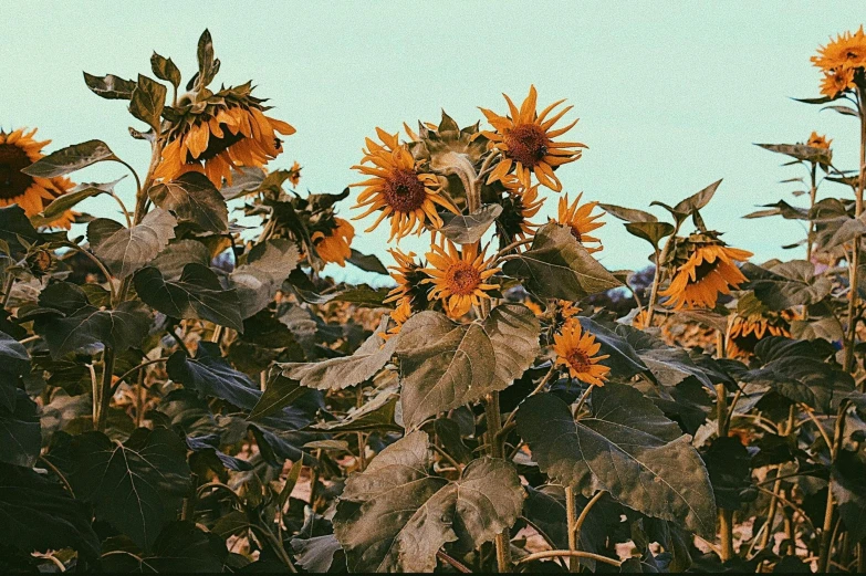 a bunch of large sunflowers blooming on the tree