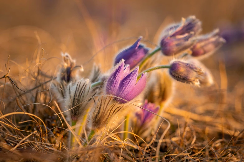 some flowers are blooming in a field