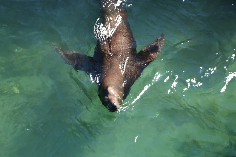 an animal swimming in some calm water