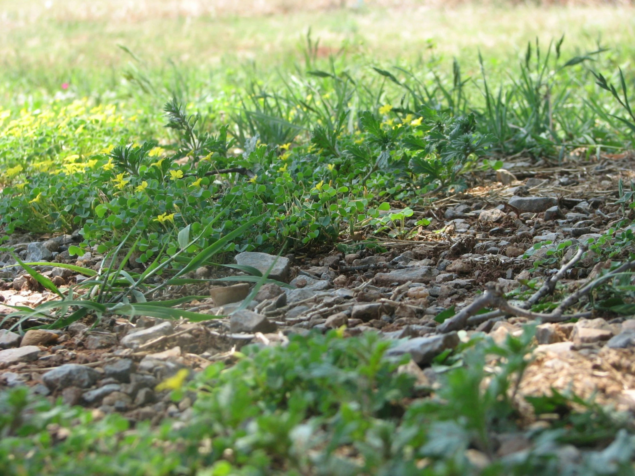 a bird sitting in the grass near the rocks