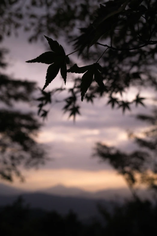 leaves on a tree nches in the evening