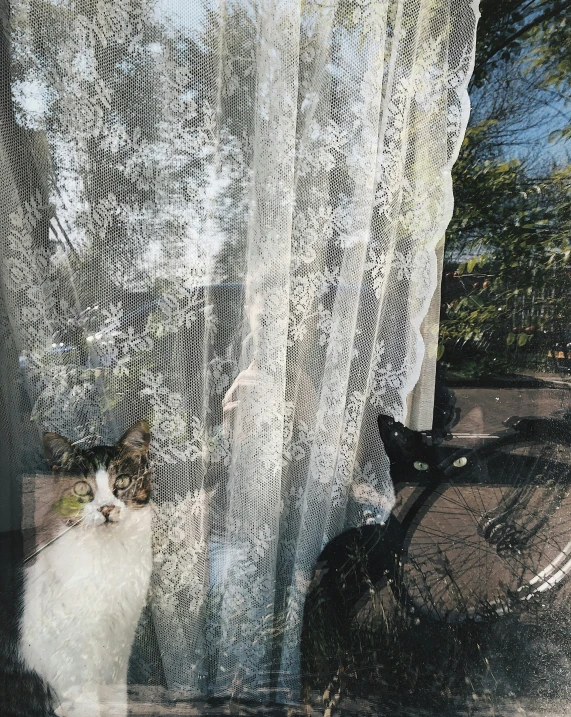 two cats stand next to each other behind an open window