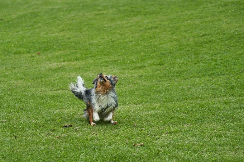 a brown and black dog walking across a lush green field