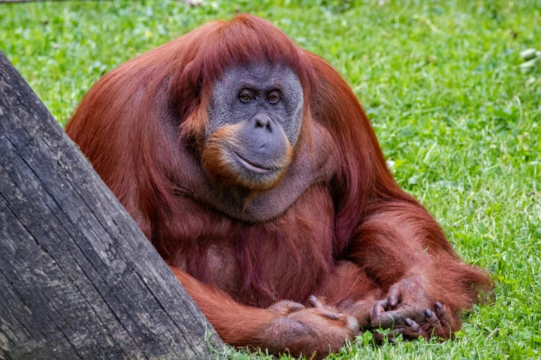 an orange monkey sits near a large tree