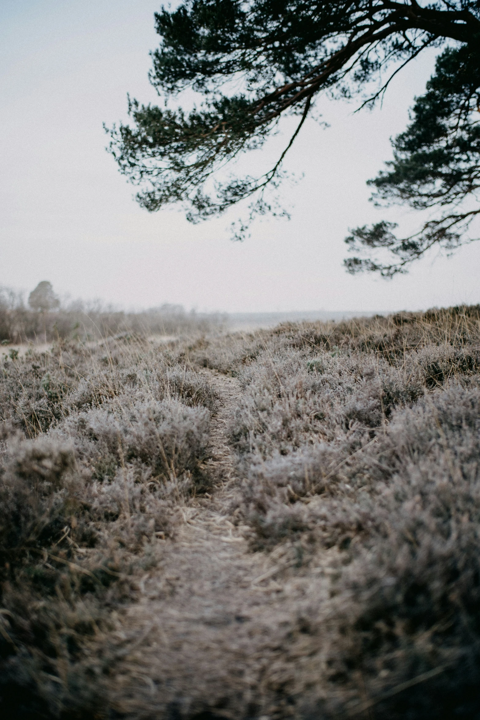 a large field with a tree and a path going uphill