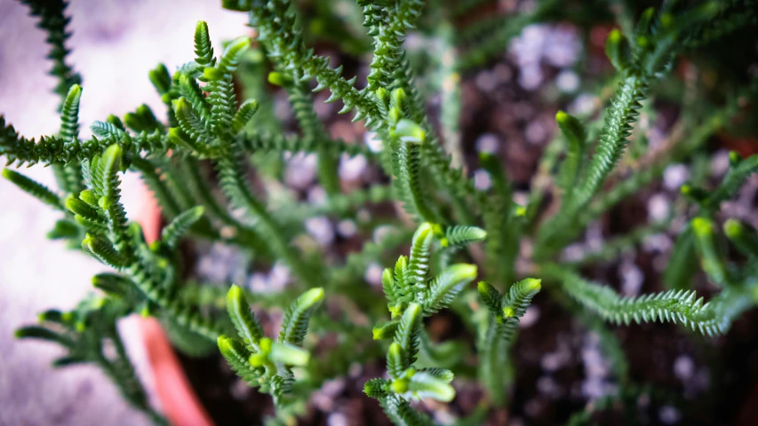 a plant has been grown in a flower pot