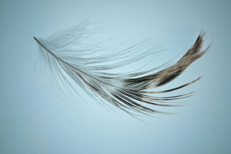 two birds feathers, one flying in the air