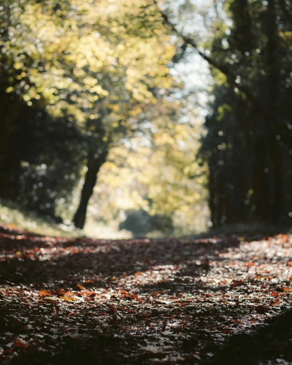 the ground is covered with brown leaves in the park