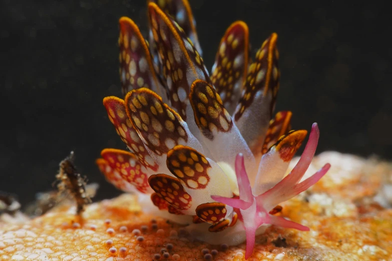 a close up of a flower growing from a coral