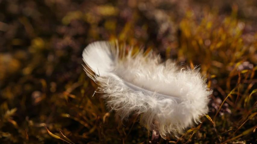 white feather on green grass with red leaves