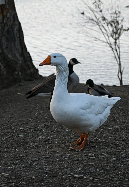 two ducks standing in front of a body of water