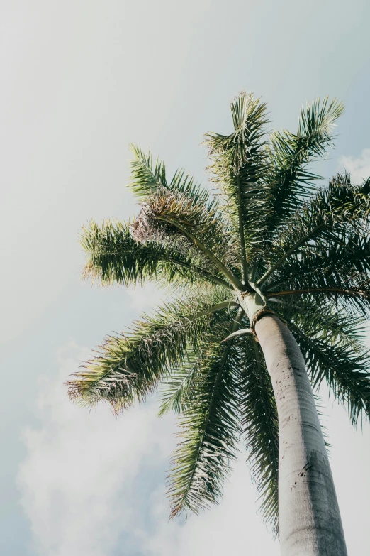 a tall palm tree is shown against a cloudy sky