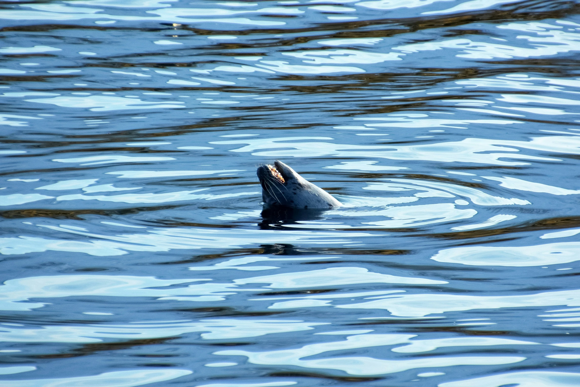 a seagull is floating on the water near the shore