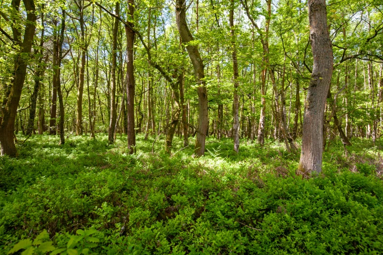 the woods are lush and full of green leaves