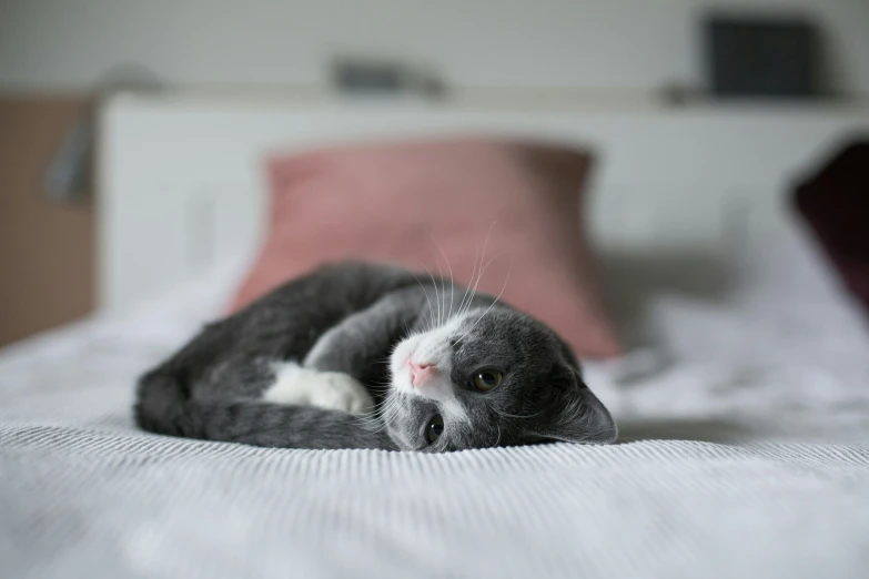 a gray and white cat laying on top of a bed