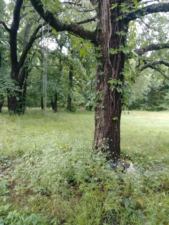 an area with grass and many trees with no leaves