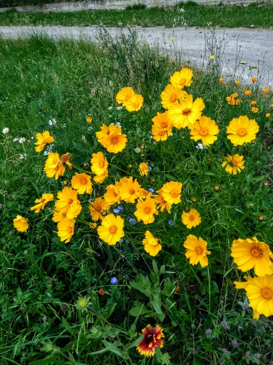 a field full of yellow flowers next to a path