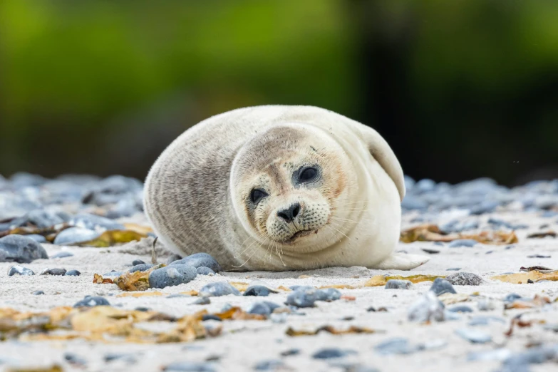 the seal is laying on rocks and gravel