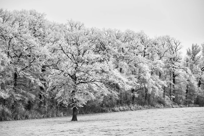 black and white image of trees in an open field