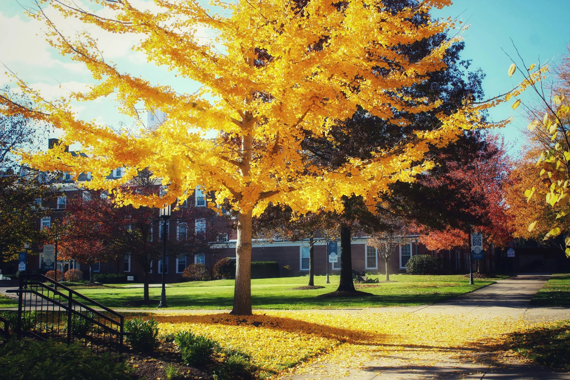 the yellow tree is still in leaves