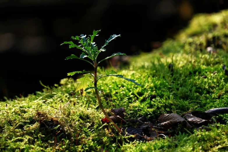 a small tree growing in the middle of a mossy area