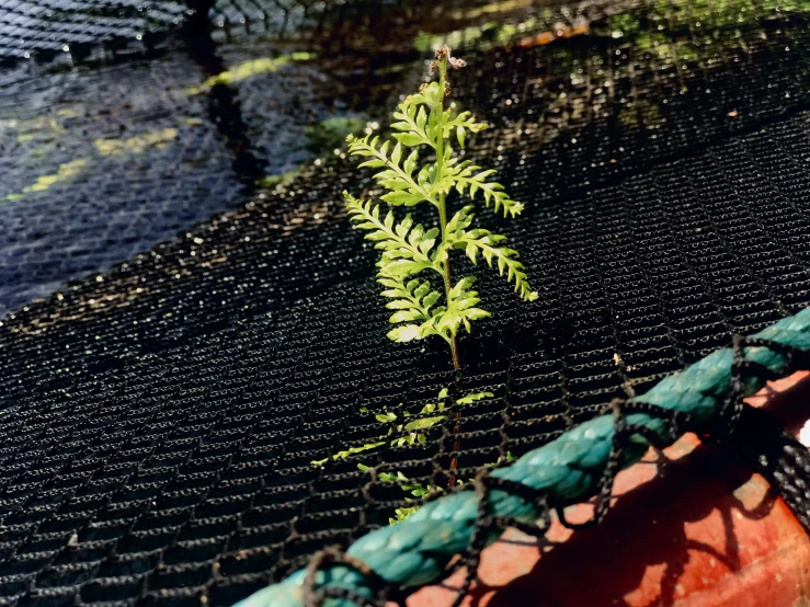 a small tree that is growing out of a net