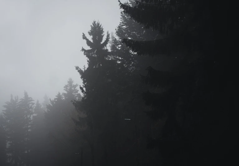 the fog is falling down on trees that are standing on the side
