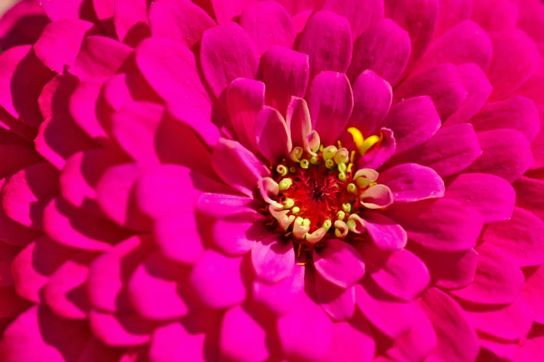 the top of a purple flower in full bloom