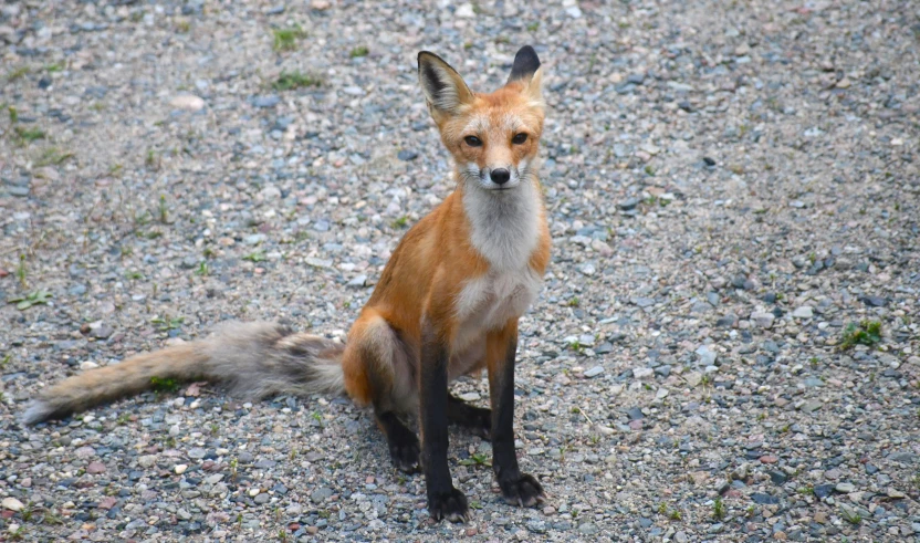 a red fox sits on top of the gravel