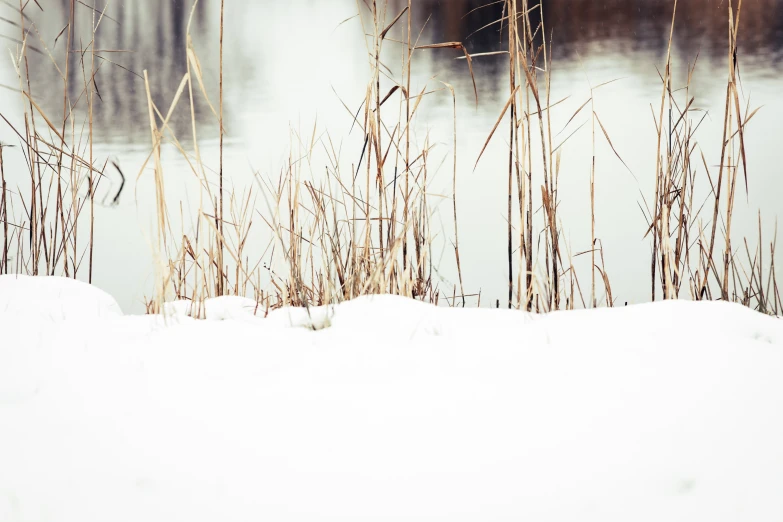 the tall plants near water are covered in snow