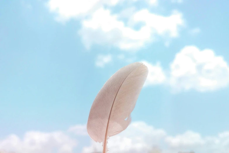 a hand holding up a pink object with a white feather