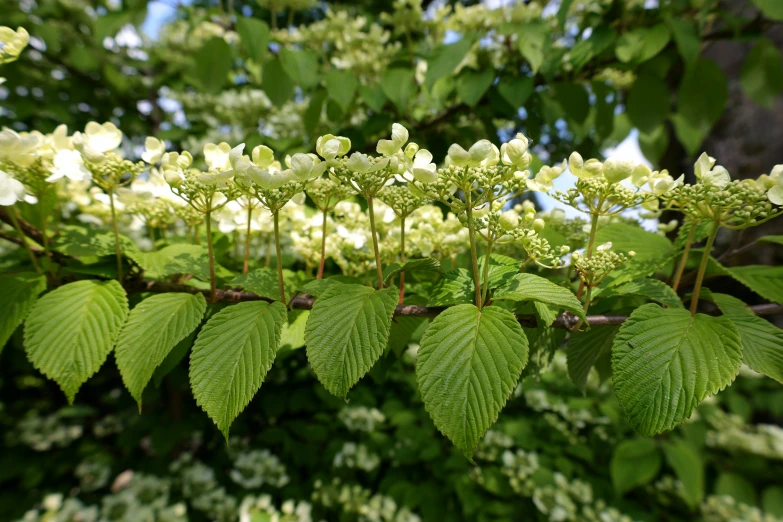 a bush with leaves and white flowers in the sunlight