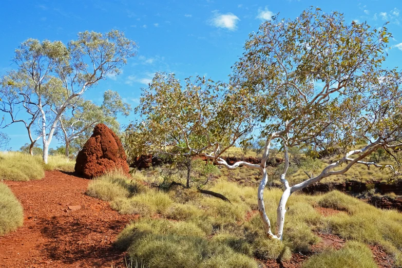 an open area with trees and grass and dirt